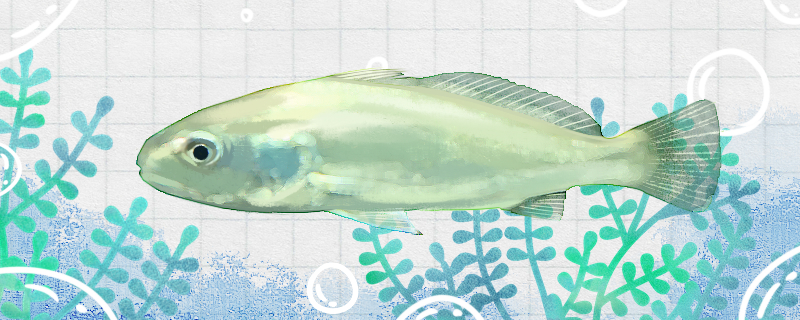 白姑鱼和黄花鱼一样吗有什么区别(黄姑鱼黄花鱼对比)