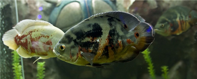 地图鱼不精神不吃是什么原因怎么处理(地图鱼厌食不爱活动是怎么回事)