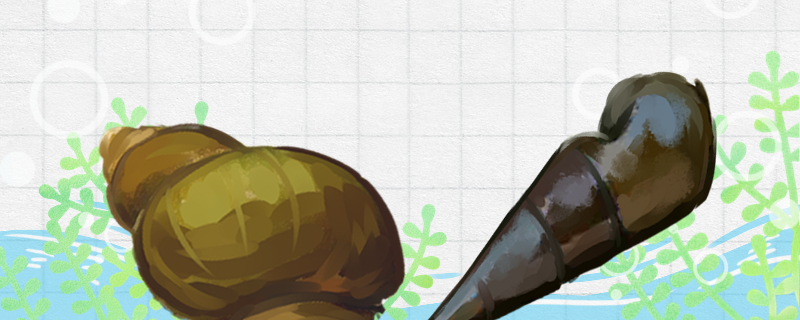 石螺和田螺的区别是什么能一起养吗(石螺和田螺有啥区别)