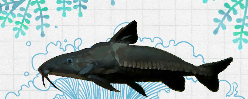 铁甲鲶好养吗怎么养(铁甲鲶好养吗怎么养的)