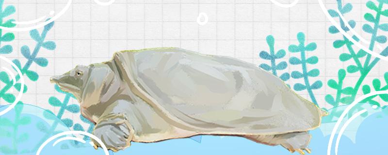 天冷了还能钓甲鱼吗什么时候钓合适(冬天可以钓到甲鱼吗?)