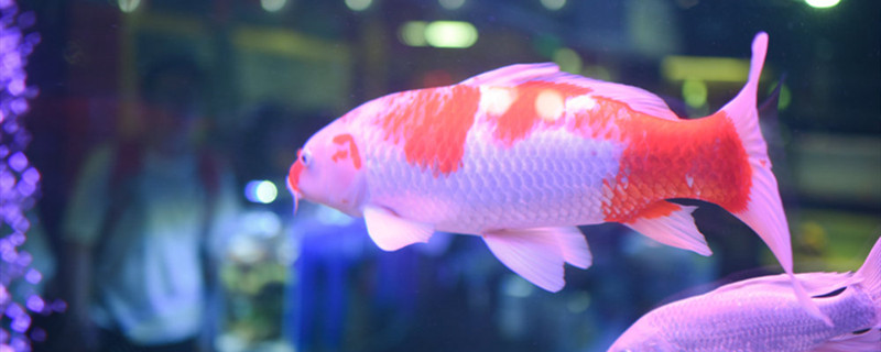 养鱼能用自来水吗养鱼如何养水(养鱼水可以用自来水吗)