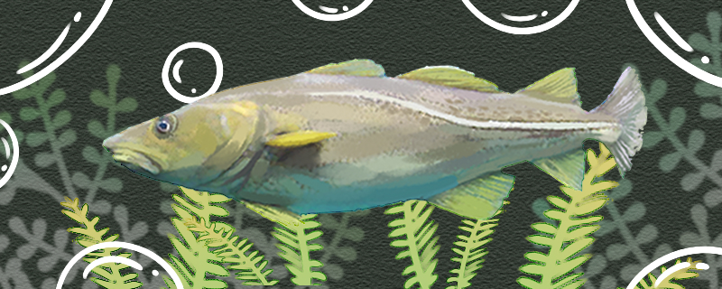 鳕鱼养殖技术 淡水