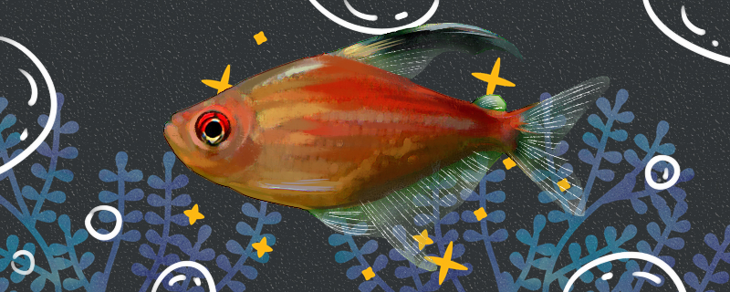 红背血心灯鱼好养吗怎么养(红背血心灯鱼好养吗怎么养活)