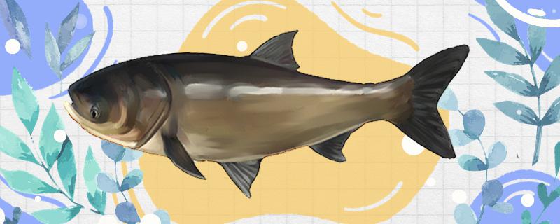 冬天鲢鳙是在底层吗钓多深能钓到(冬季鲢鳙在哪里)