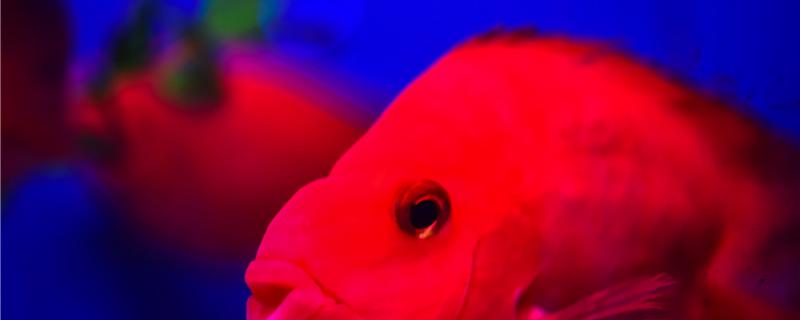 鹦鹉鱼咬鹦鹉鱼是什么原因应该怎么办(鹦鹉鱼咬鱼厉害吗)