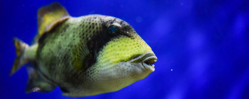 鱼缸怎么清洗水垢如何预防水垢形成(鱼缸怎么清理水垢)