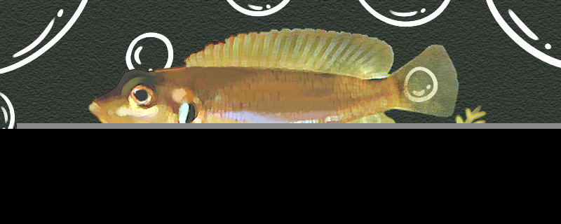 沃西贝鱼好养吗怎么养的