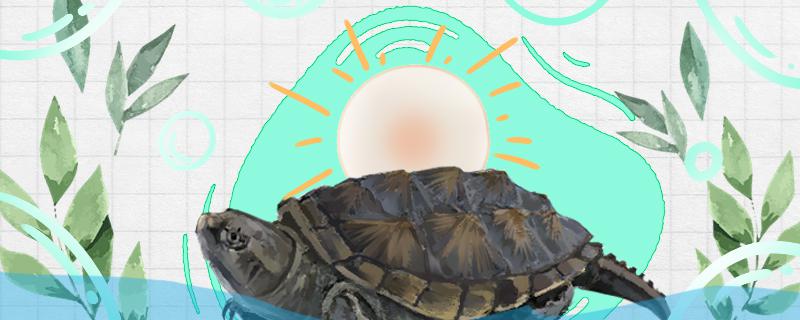 杂佛鳄龟吃什么喂食要注意什么(杂佛鳄龟吃什么东西)