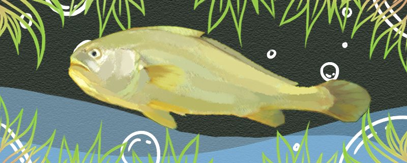 黄姑鱼和黄花鱼一样吗有什么区别(黄姑鱼和黄花鱼一样吗有什么区别图片)