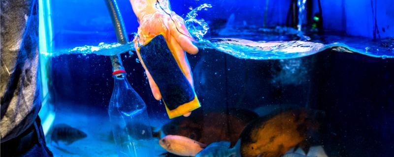 鱼缸水一天就混浊怎么办水混浊有哪些原因(鱼缸里的水才一天就不清楚了怎么办)
