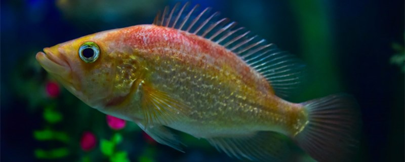 为什么鱼缸里的鱼总死鱼总死有哪些原因(为什么鱼缸里的鱼总死的说法)