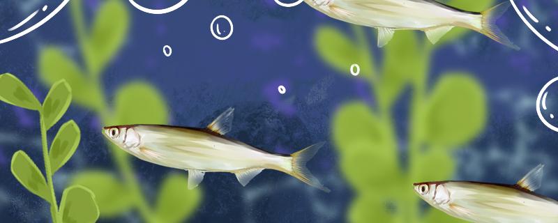 钓白条的正确方法钓白条的时间(钓钓白条的最有效的方法)