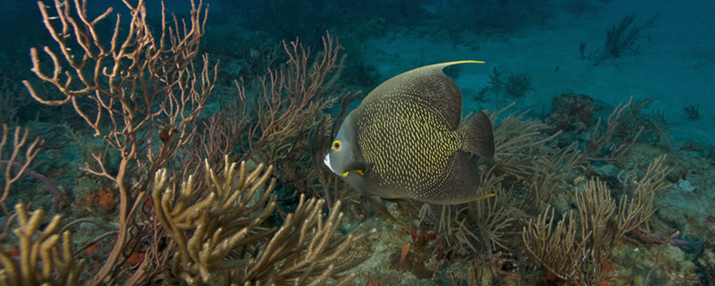 海水鱼怎么养要怎么才能养好海水观赏鱼(海水鱼怎么在家养)