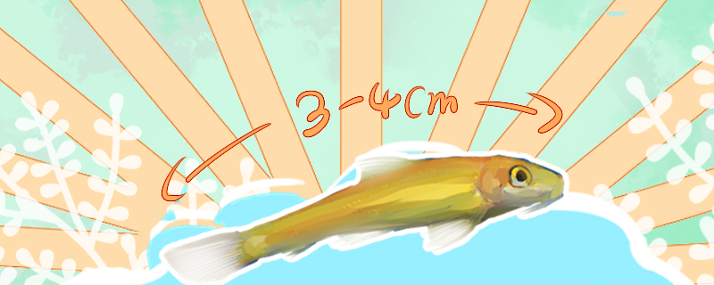 金苔鼠能长多大能活多久(金苔鼠能活多少年)