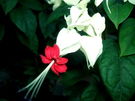 龙吐珠开花后修剪示意图