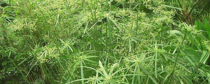 水竹的养殖方法和注意事项(富贵竹水竹的养殖方法和注意事项)