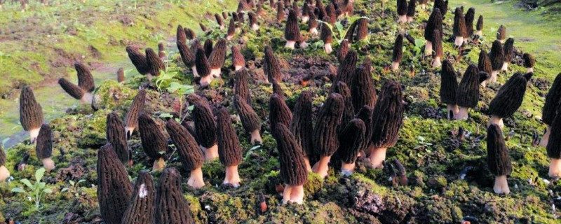 羊肚菌野生和养殖的区别(羊肚菌野生和养殖的区别在哪)