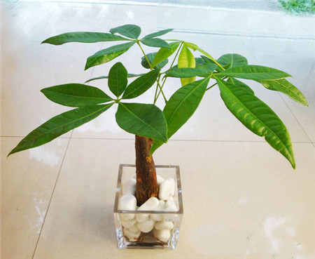 发财树夏天怎么养植不枯萎