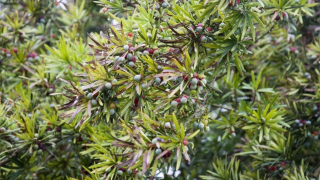 红豆杉的功效与作用(红豆杉的功效与作用 抗癌)