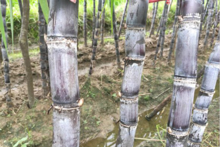 甘蔗是什么季节的产物