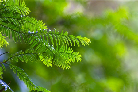 红豆杉的功效与作用 抗癌