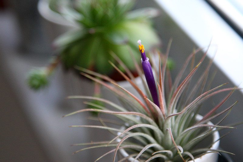 空气凤梨如何养活