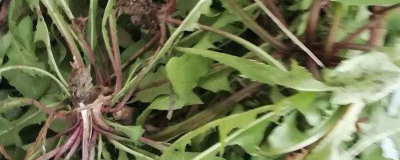 蒲公英配什么去掉寒性蒲公英跟什么配不寒(蒲公英搭配什么祛寒)