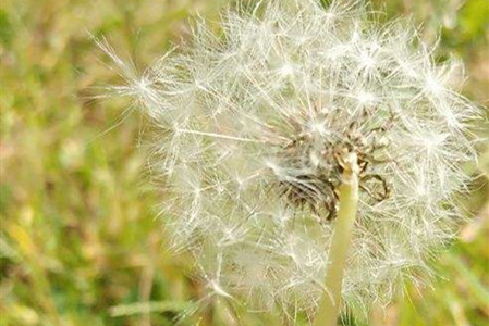 蒲公英搭配什么祛寒