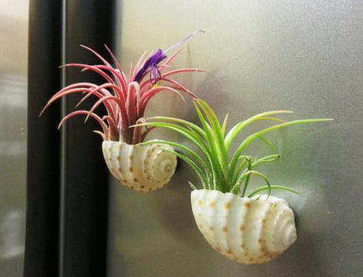 空气凤梨如何养活