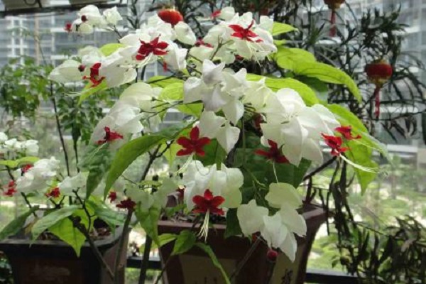 龙吐珠怎么养开花多(龙吐珠开花后修剪示意图)