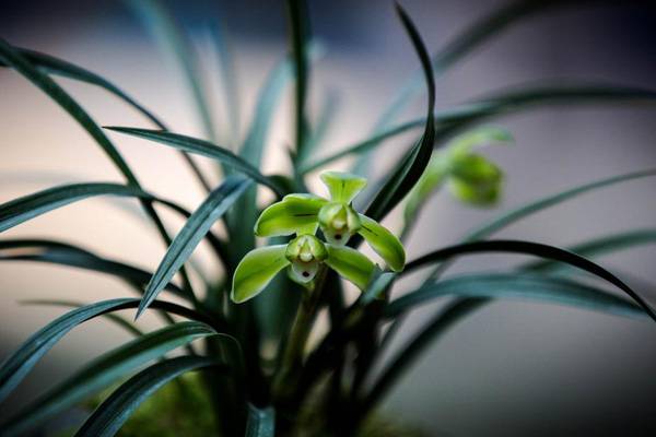 兰花的香味真的有毒吗(兰花的香味真的有毒吗图片)