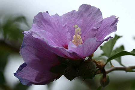 盆栽木槿树种植方法