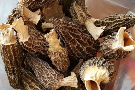 羊肚菌野生和养殖的区别在哪