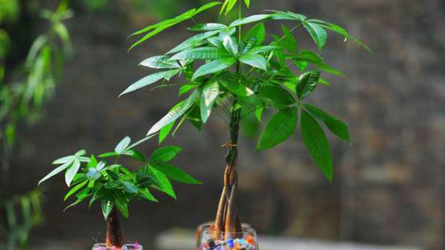 发财树夏天怎么养(发财树夏天怎么养植不枯萎)