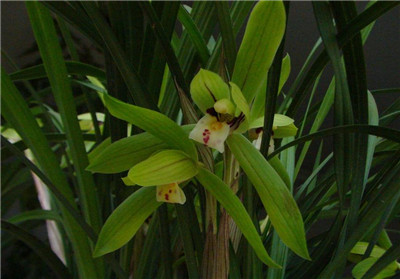 兰花的香味真的有毒吗图片