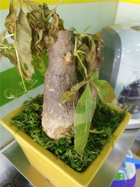 发财树夏天怎么养植不枯萎