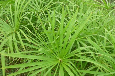 富贵竹水竹的养殖方法和注意事项