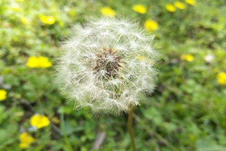 蒲公英搭配什么祛寒
