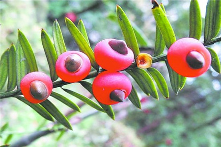 红豆杉的功效与作用 抗癌