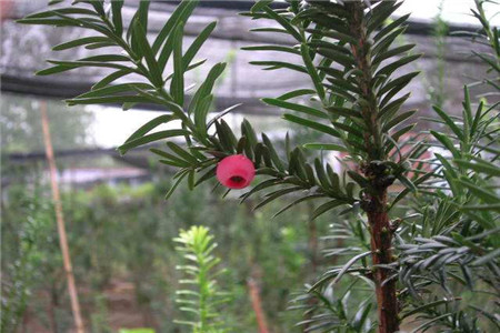 红豆杉的功效与作用 抗癌