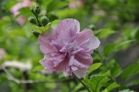 盆栽木槿树种植方法