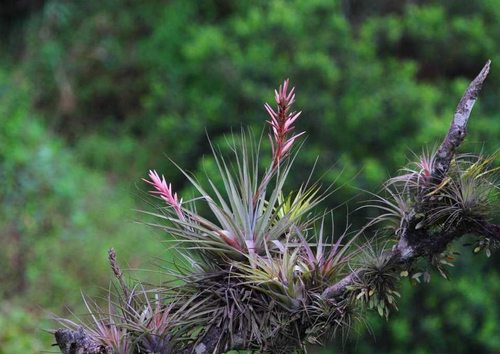 空气凤梨如何养活