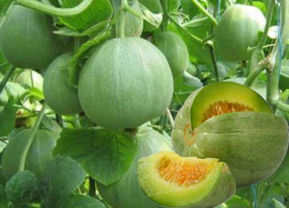 香瓜放黄了能吃吗香瓜有点酸能吃吗(香瓜里面变黄)