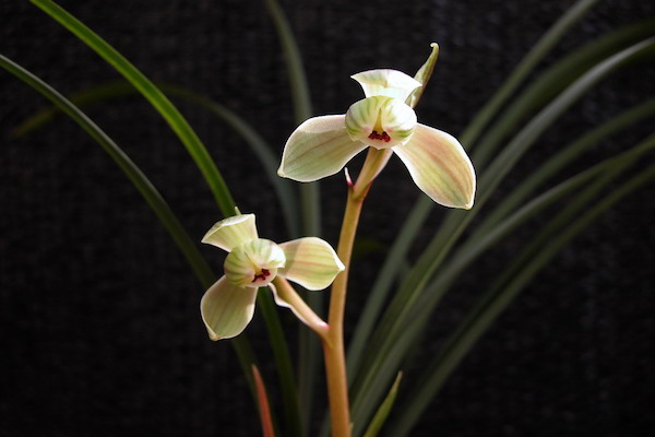 春剑怎么种植(春剑怎么养)