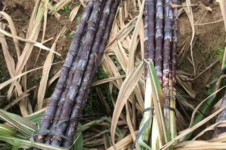 甘蔗是什么季节的产物