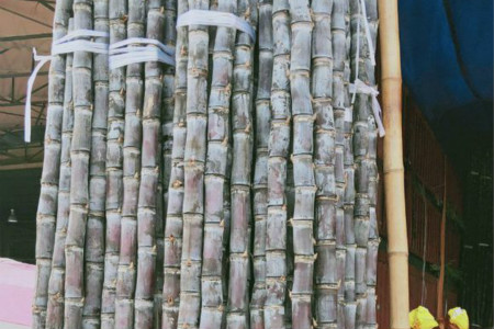 甘蔗是什么季节的产物