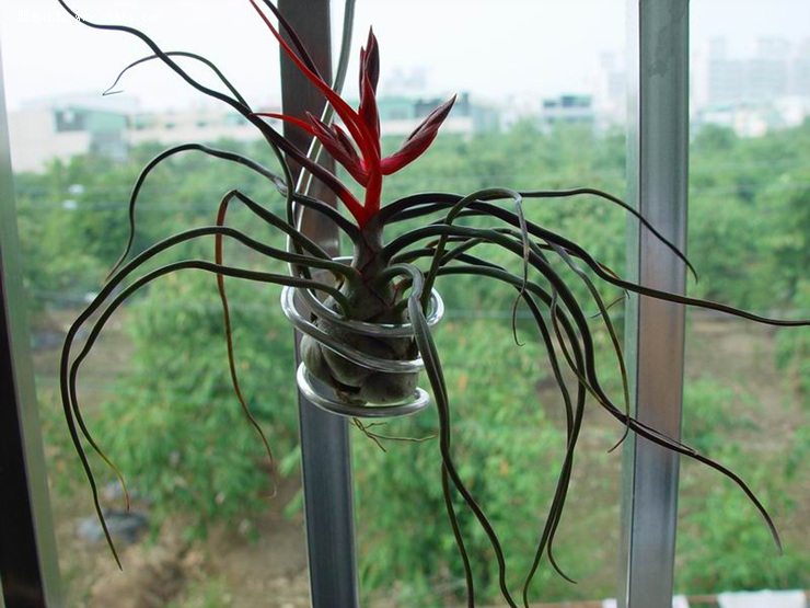 空气凤梨如何养活