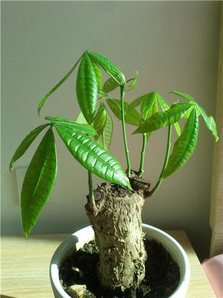 发财树夏天怎么养植不枯萎