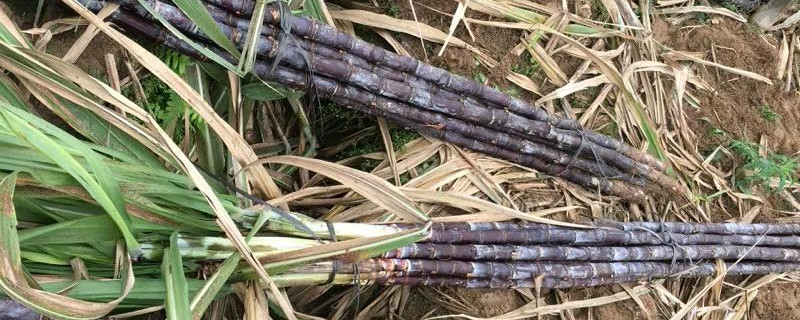 甘蔗是水果吗甘蔗几月种植(甘蔗是什么季节的产物)